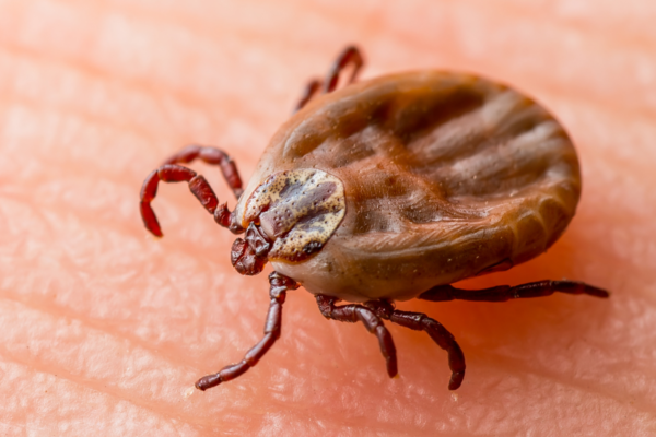 Tick Bites: Know How to Protect Yourself