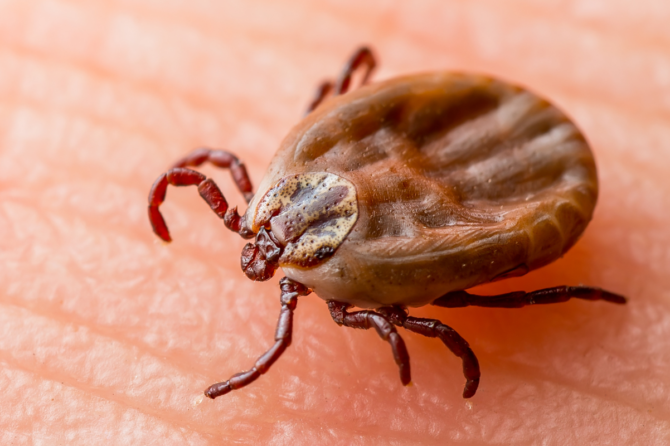 Tick Bites: Know How to Protect Yourself