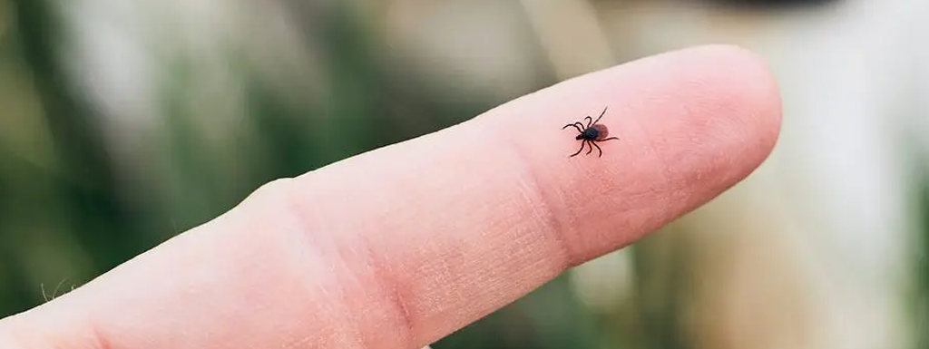 Tick Bite Treatment and Resources